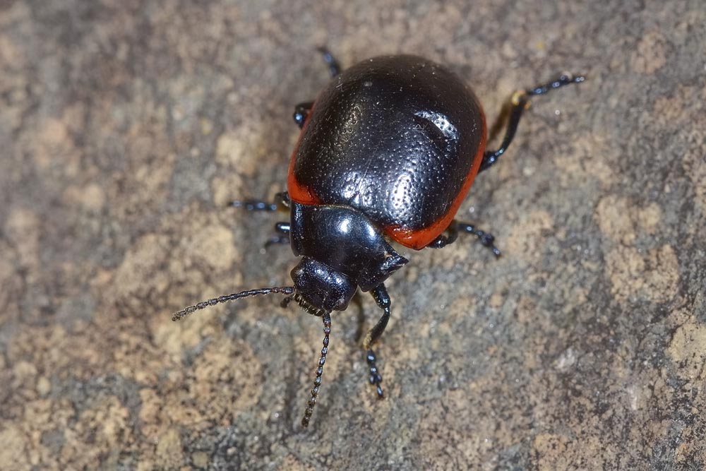 Chrysolina rossia? S.
